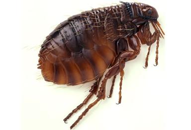 http://img.webmd.com/dtmcms/live/webmd/consumer_assets/site_images/articles/health_tools/bad_bugs_slideshow/getty_rm_photo_side_view_of_flea.jpg