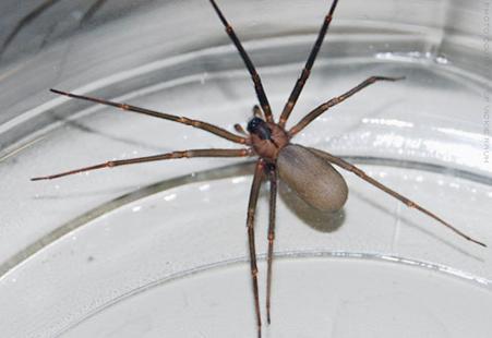 http://img.webmd.com/dtmcms/live/webmd/consumer_assets/site_images/articles/health_tools/bad_bugs_slideshow/flickr_photo_of_brown_recluse_spider.jpg