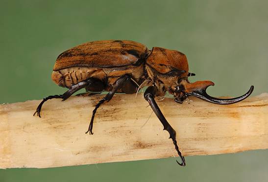File:Elephant Beetle Megasoma elephas Male Side 2699px.jpg