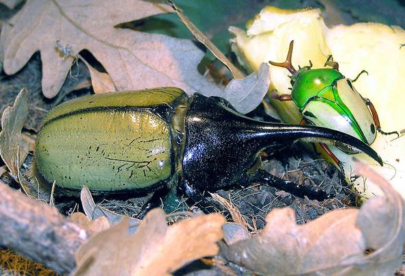 File:Hercules.beetle.arp.jpg