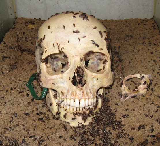 File:Human Skull being cleaning by Dermestid Beetles.jpg