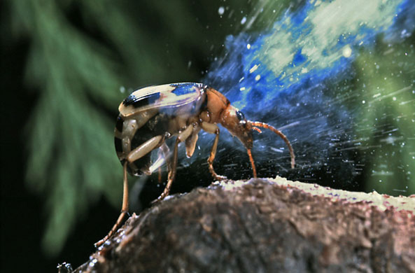 BBC: The Bombardier Beetle