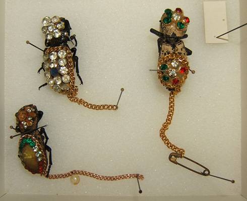 File:Zopheridae jewelry sjh.jpg
