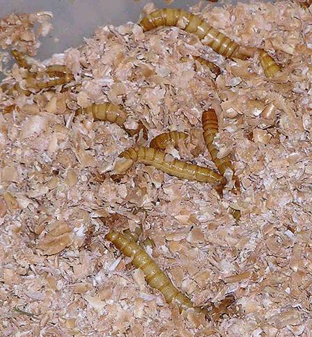 File:Mealworms in plastic container of bran.jpg