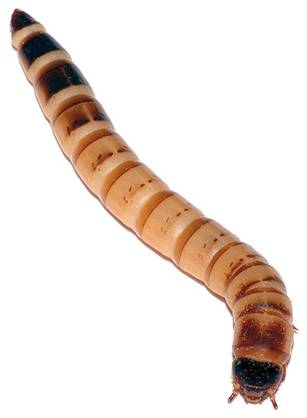 File:Zophobas morio larva - top (aka).jpg