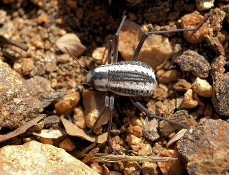 File:Stenocara gracilipes.jpg
