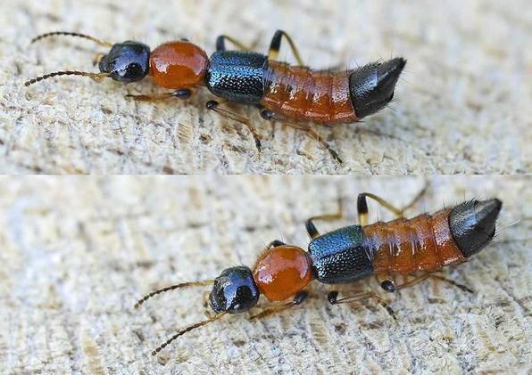 File:Paederus littoralis01.jpg