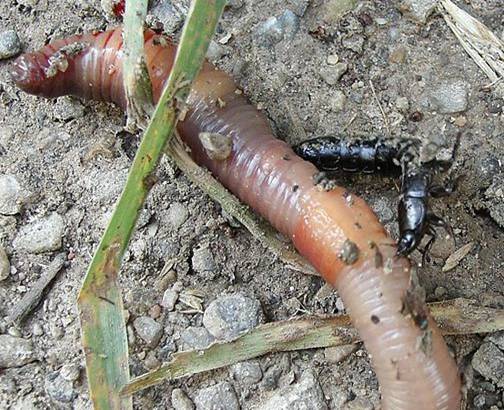 File:Staphylinus.olens.vs.lumbricus.terrestris.jpg