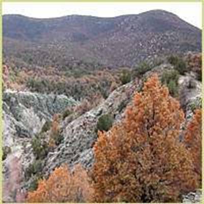 [Photograph]: Pion mortality in New Mexico