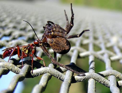 File:Wasp and spider 02.jpg