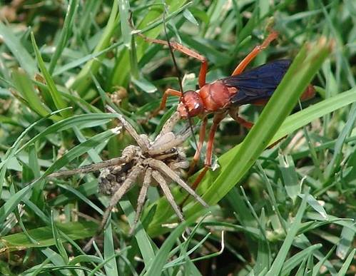 File:Wasp-Spider Hunting.jpg