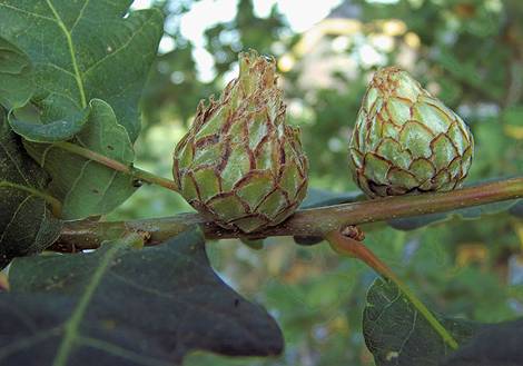 File:Andricus foecundatrix on Quercus robur. vrouwelijke gal op zomereik.jpg