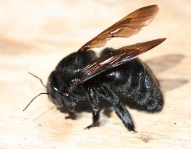 bees carpenter wasps bee bumble those bumblebee identification sting chapter insect killing ants spider image079 male
