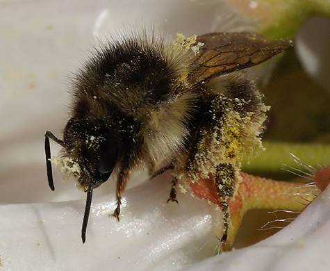 File:Bumblebee covered in pollen.jpg