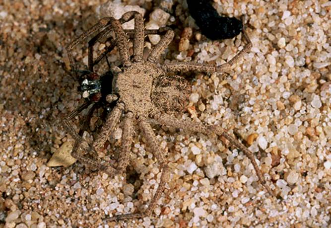 File:Six-eyed sand spider 4.jpg