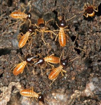 termites, Nasutitermes spp.  (Isoptera: Termitidae)