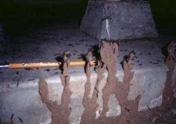 11e