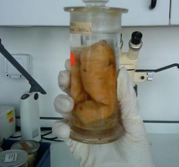 File:Termite queen.jpg