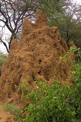 File:Termite mound Tanzania.jpg